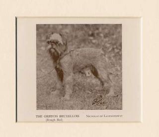 Brussels Griffon Bruxellois Vintage 1934 Dog Print Nicholas Of
