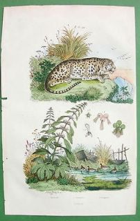 LEOPARD Motherwort Duckweed Natural History   SUPERB H/C Color Print