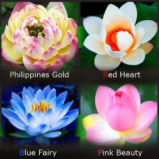 Lotus Seeds ★ Flowers Seeds Colorful Bulbs Species Blooming Perfume