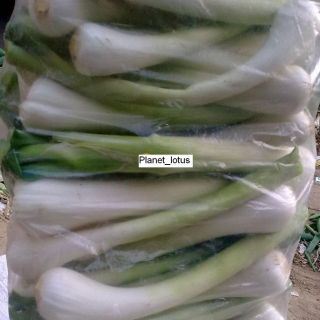Chinese Spring Onion, Drum Stick. 50 seeds. 鸡腿葱, Asian