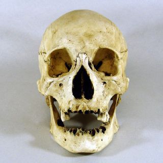 Museum Replica Human Skull   Real Bone Details, Deluxe Teeth, Elderly