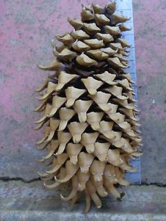 HUGE 14 inch California Coulter Pine Cone n9