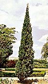 Italian Cypress   Fast Growing Evergreen Tree, 12 18 in. Plant for