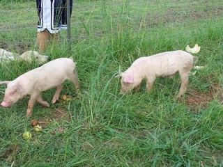 Hog Feeding Sticking Pig Swine Wild Boar cd Farming Hunting 33 bks