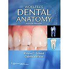 Woelfels Dental Anatomy Its Relevance to Dentistry by Gabriela Weiss