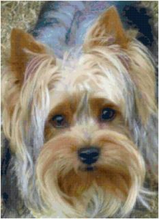 Yorkshire Terrier Yorkie Counted Cross Stitch Pattern Design Chart
