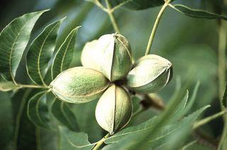 Pecan, Carya illinoinensis, Tree Seeds (Hardy, Edible Nuts)