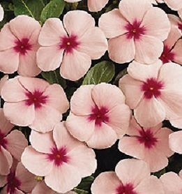 50 Seeds Vinca Pacifica XP Mediterranean Apricot With Eye Flower Seeds