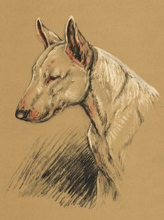 ENGLISH BULL TERRIER HEAD STUDY LOVELY LITTLE DOG PRINT MOUNTED READY
