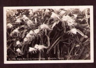 Vintage Real Photo Postcard, Night Blooming Cereus Cactus Hedge