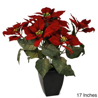 Poinsettia Bush In Black Vase