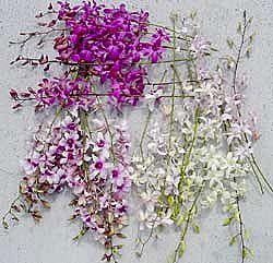 Dendrobium Orchids (50 Stem)
