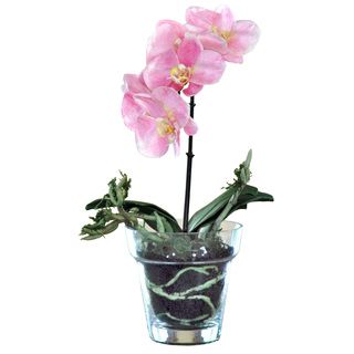 Phalaenopsis Orchid/ Glass Vase
