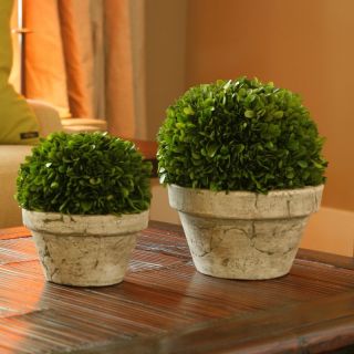 Preserved Boxwood Ball with Gray Pot Multicolor   7501 PG