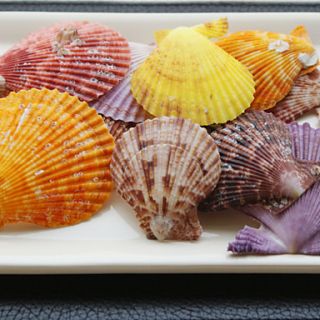 Beach Themed Assorted Color Shells   Set of 4 Packs (28 pieces/Pack)