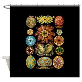  Ernst Haeckel Ascidiae Shower Curtain  Use code FREECART at Checkout