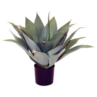 24 in. Agave Multicolor   151604