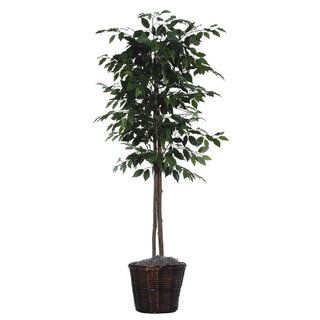 6 Foot Ficus Tree Decorative Plant