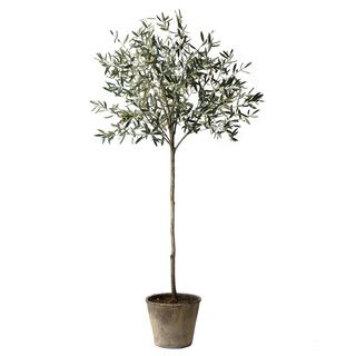 Tall Green Olive Tree With Pot