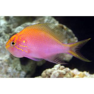 Sunburst Anthias   Medium